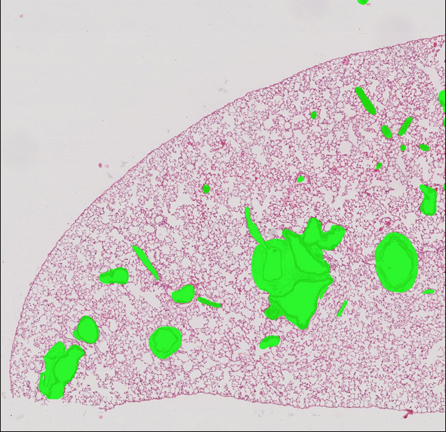 greem-marked image alt text